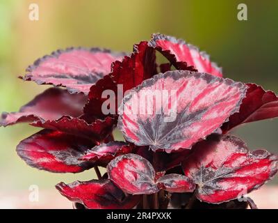 Verschiedene rote und schwarze Blätter des Tenderhauses und der Gewächshauspflanze Begonia rex (Cultorum Group) „Red Robin“ Stockfoto