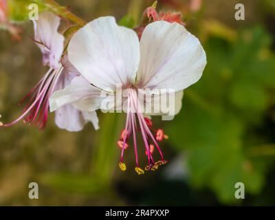 Weiße Blume des Spätwebens bis zum Frühsommer blühend harter Dauerblüte, Geranium x cantabrigiense „Biokovo“ Stockfoto