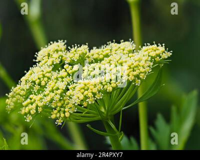 Sahneblüten im Umbel des zweijährigen Speisekrauts, flache Petersilie, Petroselinum crispum var. Neapolitanum Stockfoto