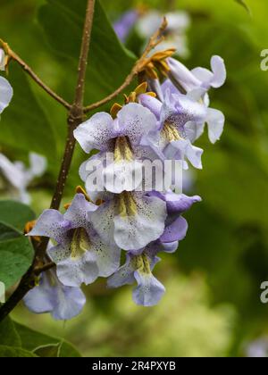 Blau gefleckte Spätfrühlingsblumen des schnell wachsenden Saphir-Drachenbaums Paulownia kawakami, Stockfoto