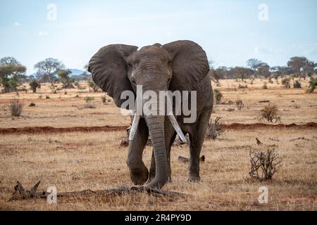 Ein männlicher afrikanischer Elefant (Loxodonta africana) in freier Wildbahn. Kenia, Afrika. Stockfoto