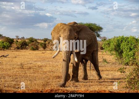 Ein männlicher afrikanischer Elefant (Loxodonta africana) in freier Wildbahn. Kenia, Afrika. Stockfoto
