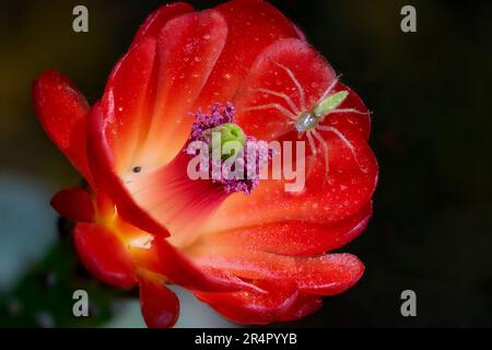 Grüne Luchs-Spinne (Peucetia viridans) auf Claret Cup Cactus Stockfoto