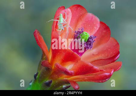 Grüne Luchs-Spinne (Peucetia viridans) auf Claret Cup Cactus Stockfoto