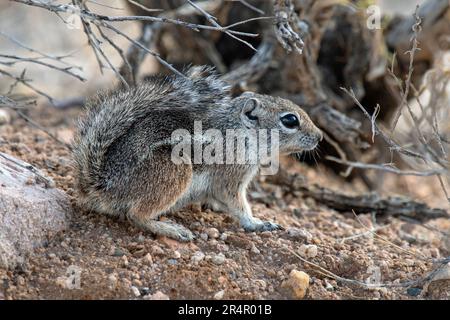 Harris' Antelope Squirrel (Ammospermophilus harrisii) Stockfoto