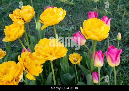Wunderschöne, farbenfrohe Tulpen wachsen in einem Blumenbeet im Park. Frühlingsblühende Tulpen. Landschaftsdesign. Stockfoto