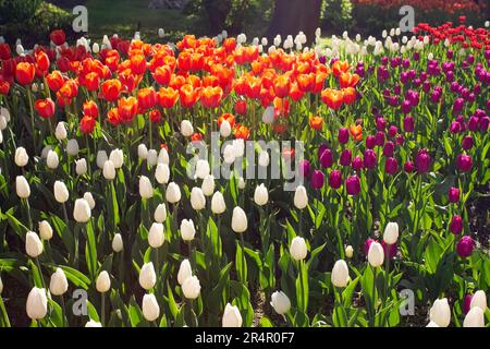 Wunderschöne, farbenfrohe Tulpen wachsen in einem Blumenbeet im Park. Frühlingsblühende Tulpen. Landschaftsdesign. Stockfoto
