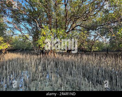 Östliche Mangroven-Nationalpark, Abu Dhabi, Vereinigte Arabische Emirate Stockfoto