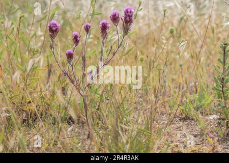 Purple Owl's Clover, Castilleja exserta, Eine einheimische Pflanze der San Francisco Bay Area in Kalifornien, USA. Stockfoto