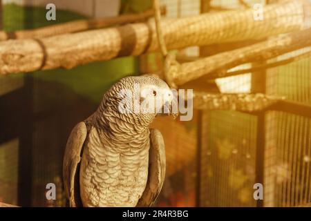 Grauer Papagei im Käfig. Tierfarm. Hochwertiges Foto Stockfoto