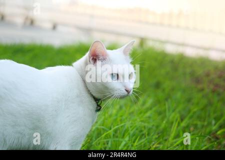 In der Nähe von Khao manee Cat haben Diamant-2-Farben auf den Augen. Stockfoto