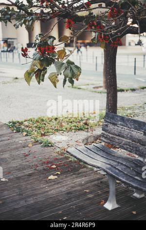 Erfassung geringer Tiefenschärfe in Lissabon. Selektiver Fokus auf einer verwitterten Holzbank unter einem lebhaften Blütenbaum mit roten Blumen. Die ruhige Atmo Stockfoto