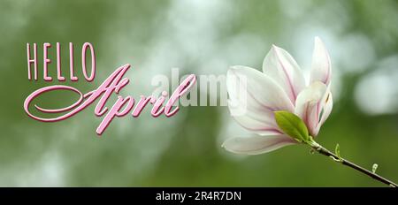 Hallo April-Karte. Magnolienbaum mit schöner Blume im Freien, Nahaufnahme. Bannerdesign Stockfoto