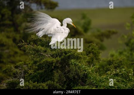 Großer Egret, New Jersey Stockfoto