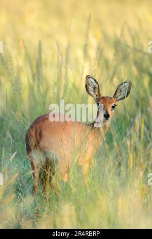 Weibliche Steenbok-Antilope (Raphicerus campestris) im natürlichen Lebensraum, Mokala-Nationalpark, Südafrika Stockfoto