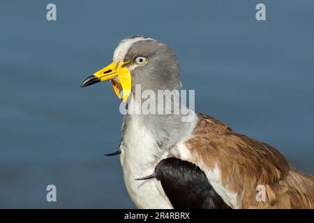 Porträt eines weißgekrönten Lapwing (Vanellus albiceps), Kruger-Nationalpark, Südafrika Stockfoto