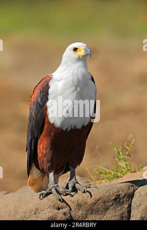 Afrikanischer Fischadler (Haliaeetus vocifer) hoch oben auf einem Felsen, Kruger-Nationalpark, Südafrika Stockfoto