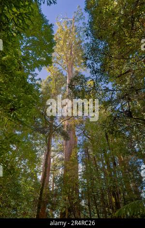 Riese Eucalyptus regnans Gummibäume in der Styx Tall Trees Conservation Area, Tasmanien, Australien Stockfoto