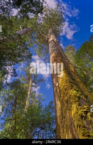 Riese Eucalyptus regnans Gummibäume in der Styx Tall Trees Conservation Area, Tasmanien, Australien Stockfoto