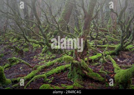 Im Wald von Weindorfer im Cradle Mountain Lake St Clair National Park, Tasmanien, Australien, verschlungene mooslige Baumwurzeln im Nebel Stockfoto