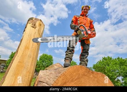 Heinersdorf, Deutschland. 23. Mai 2023. Christian Mücke, Kettensägenkünstler, steht mit einer Kettensäge auf einem großen Eichenstamm. Schnitzerei ist der Name, der der Motorsägenkunst gegeben wird, in der Skulpturen aus Baumstämmen in einer bestimmten Zeit erstellt werden. Und es scheint immer mehr Anhänger zu gewinnen. Seit zehn Jahren treten die Besten bei den deutschen Meisterschaften an. Eine Qualifikationsrunde findet jetzt in Brandenburg statt. (An dpa-Korr: 'Schnell und geschickt mit scharfer Säge') Kredit: Patrick Pleul/dpa/Alamy Live News Stockfoto