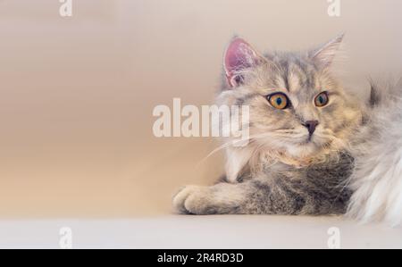 Die persische Katze legte sich auf das Sofa und sah sich etwas an Stockfoto