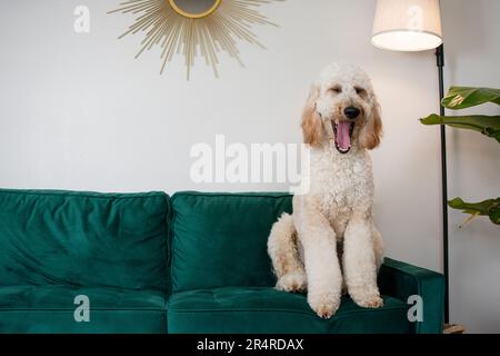 Wunderschöner riesiger Hund Goldendoodle, der auf einer grünen Couch sitzt und gähnt. Gähnender Hund Stockfoto