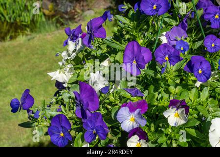 Issaquah, Washington, USA. Ein Topf voller Pansys Stockfoto