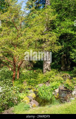 Issaquah, Washington, USA. Im Hinterhof gibt es einen Teich mit Wasserfall und Bach, der zu einem tieferen Teich führt, der als Lebensraum für Wildtiere entworfen wurde. Der Baum w Stockfoto