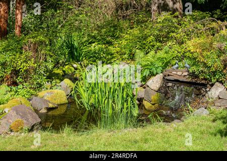 Issaquah, Washington, USA. Im Hinterhof gibt es einen Teich mit Wasserfall und Bach, der zu einem tieferen Teich führt, der als Lebensraum für Wildtiere entworfen wurde. Stockfoto