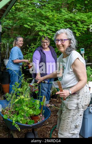 Issaquah, Washington, USA. Eine Frau, die eine Schubkarre voller fringebecher-Topfpflanzen bewässert, als Vorbereitung auf den Verkauf einer Benefizveranstaltung von Pea Patch. Stockfoto