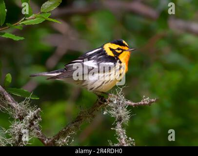 Schwarzburnensänger (Setophaga fusca) während der Frühjahrsmigration in Galveston, Texas Stockfoto