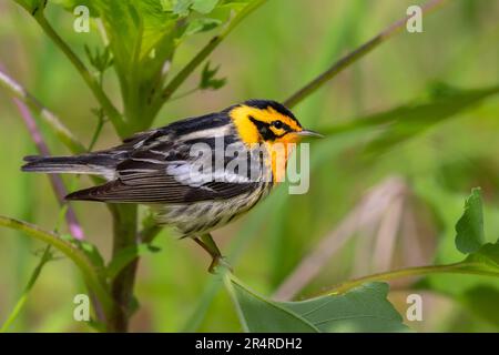 Schwarzburnensänger (Setophaga fusca) während der Frühjahrsmigration in Galveston, Texas Stockfoto