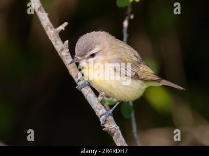 Tennessee Warbler (Leiothlypis peregrina) aus nächster Nähe, Galveston, Texas, USA Stockfoto