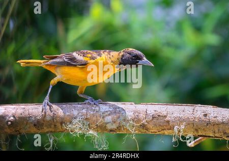 Baltimore-Oriole (Icterus galbula), männlich, Nahaufnahme Stockfoto