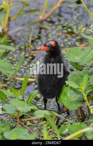 Das Hühnchen des Gemeinen Moorhen (Gallinula chloropus) im Brazos Bend State Park Stockfoto