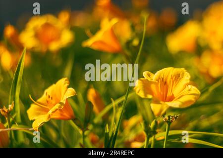 Beispielhaftes Foto der berühmten Stella d'Oro Daylily, der beliebtesten und am weitesten verbreiteten Tageslilie, die ihren wiederholten Blütezyklus zeigt Stockfoto