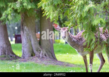 Ein junges Fawn sieht merkwürdig aus, hinter den Ästen eines Baumes, und schaut vor ihm vor dem Hintergrund eines unscharfen Quellparks. Speicherplatz kopieren. Stockfoto