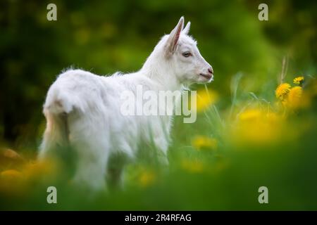 Weiße Ziege, die auf grünem Gras mit Blumen steht Stockfoto