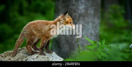 Rotfuchs, Vulpes Vulpes, kleines junges Junge im Wald. Niedliche kleine wilde Raubtiere in natürlicher Umgebung. Naturszene aus der Natur Stockfoto