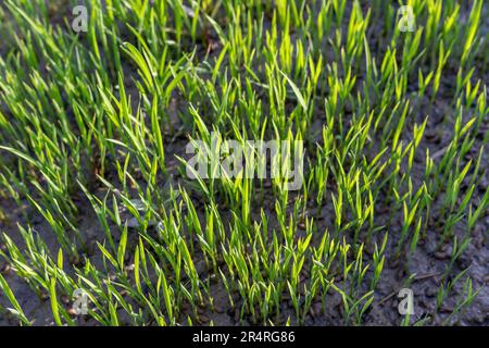 Reissäffling, der in einem frühen Stadium seines Wachstumszyklus wächst Stockfoto