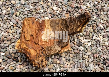 Lebbeck-Baumrinde Stockfoto