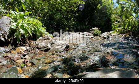 Waldquelle oder Wasserlauf im Sommer, grüne Fassade, hohes Grün und Felsen - Foto der Natur Stockfoto