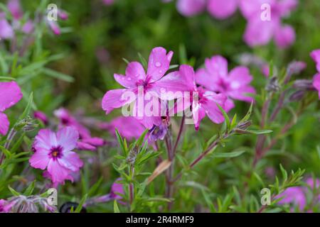 Moos Phlox, Moos rosa Blumen. Phlox subulata. Nahaufnahme des Makrobildes Stockfoto