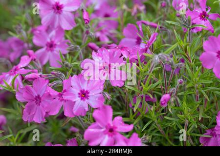 Moos Phlox, Moos rosa Blumen. Phlox subulata. Nahaufnahme des Makrobildes Stockfoto