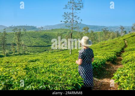 Ländliches Kerala, Indien - 16. Dezember 2013. Eine weibliche europäische Touristin steht auf einer großen Teeplantage in der Gegend von Munnar und blickt auf die Aussicht. Stockfoto