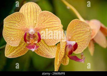 Flache Tiefenansicht Aufnahme einer wunderschönen goldgelben gesprenkelten Orchideenblume der Phalaenopsis mit zarten Linien und Regentropfen in Singapur. Stockfoto