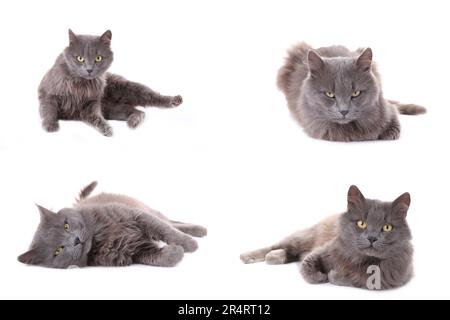 Collage einer schönen grauen Katze, isoliert auf Weiß. Eine Katze in verschiedenen Posen. Draufsicht Stockfoto