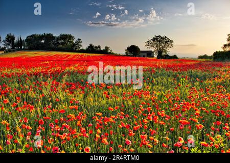 Die Morgensonne erleuchtet den Teppich aus Mohnblumen inmitten des grünen Weizens. Kleine Scheune und Brunnen. Wälder. Blauer Himmel mit Lichtwolke Stockfoto