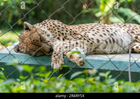 Nahaufnahme der King Cheetahs, die auf der Plattform schlafen. Stockfoto